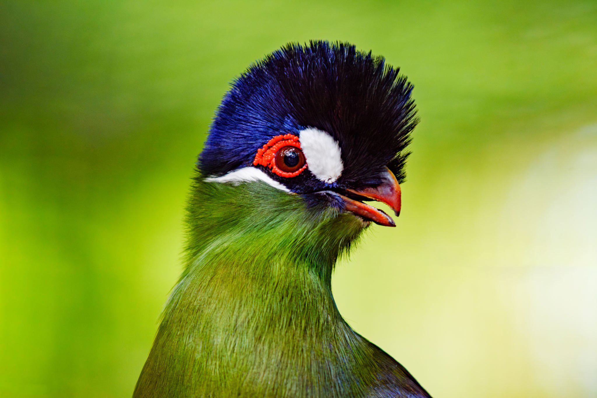 Close-up of exotic Hartlaub's turaco against heavily blurred green vegetation. It is native to Tanzania, Kenya, and Uganda.