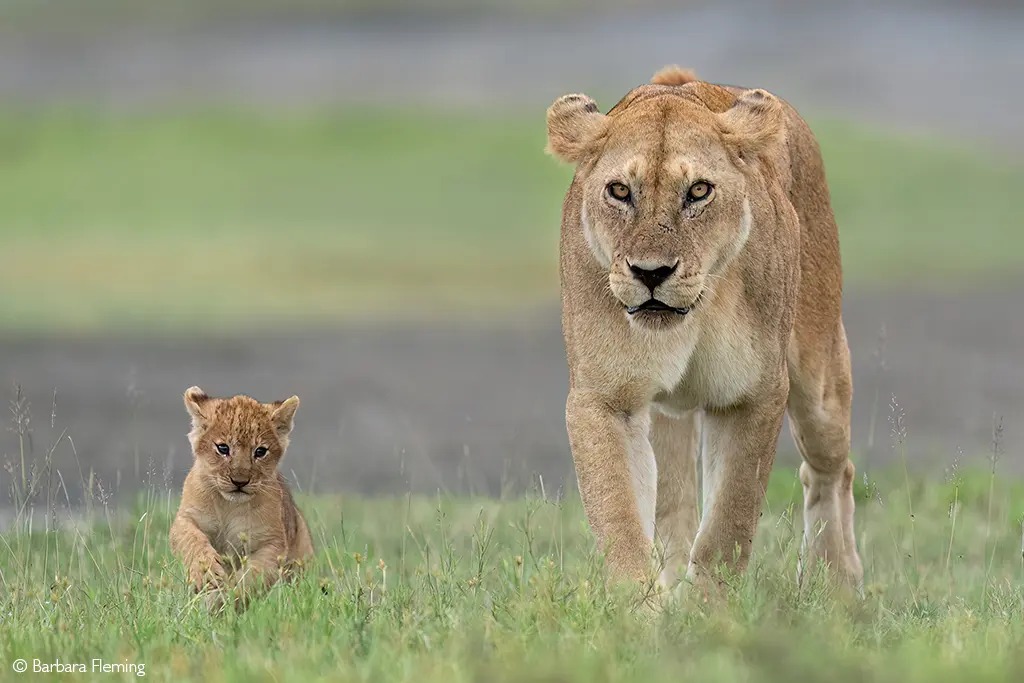Ngorongoro safari landscape
