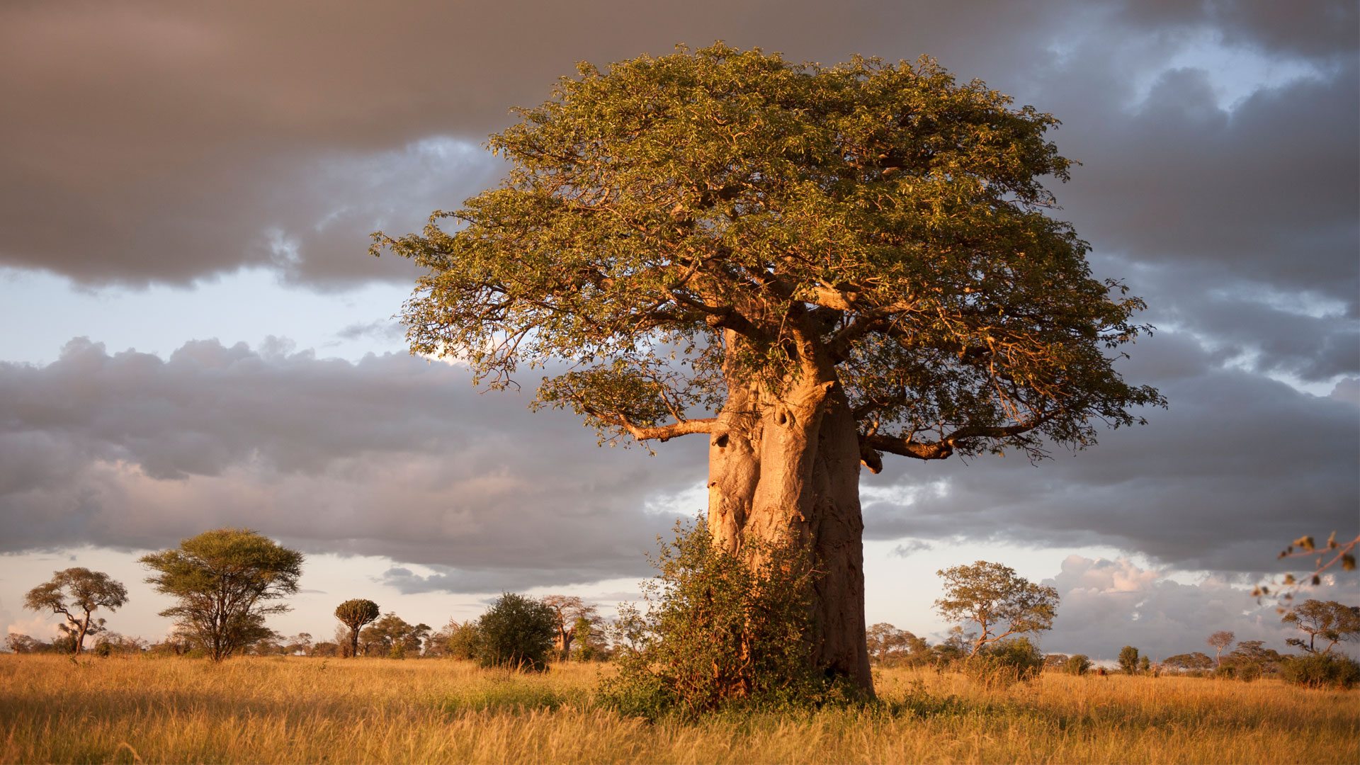 Tarangire National Park landscape and iconic vegetation