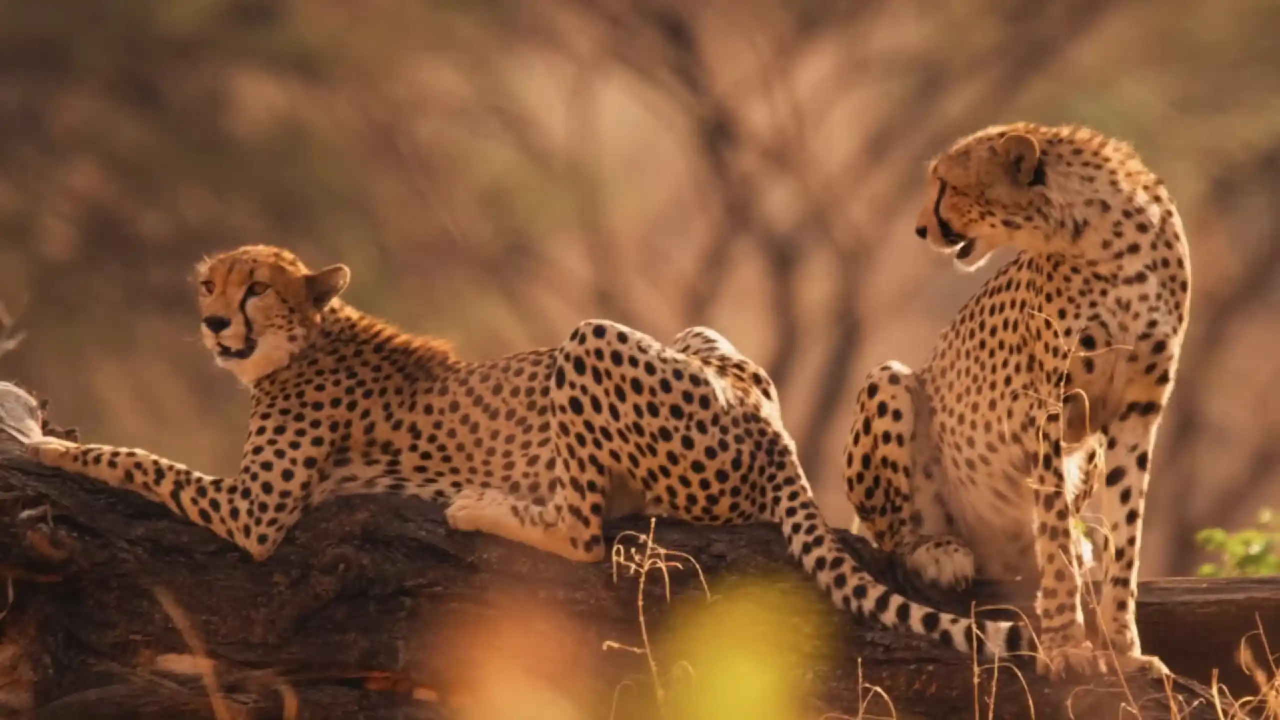 Explore the natural beauty of Mikumi National Park
