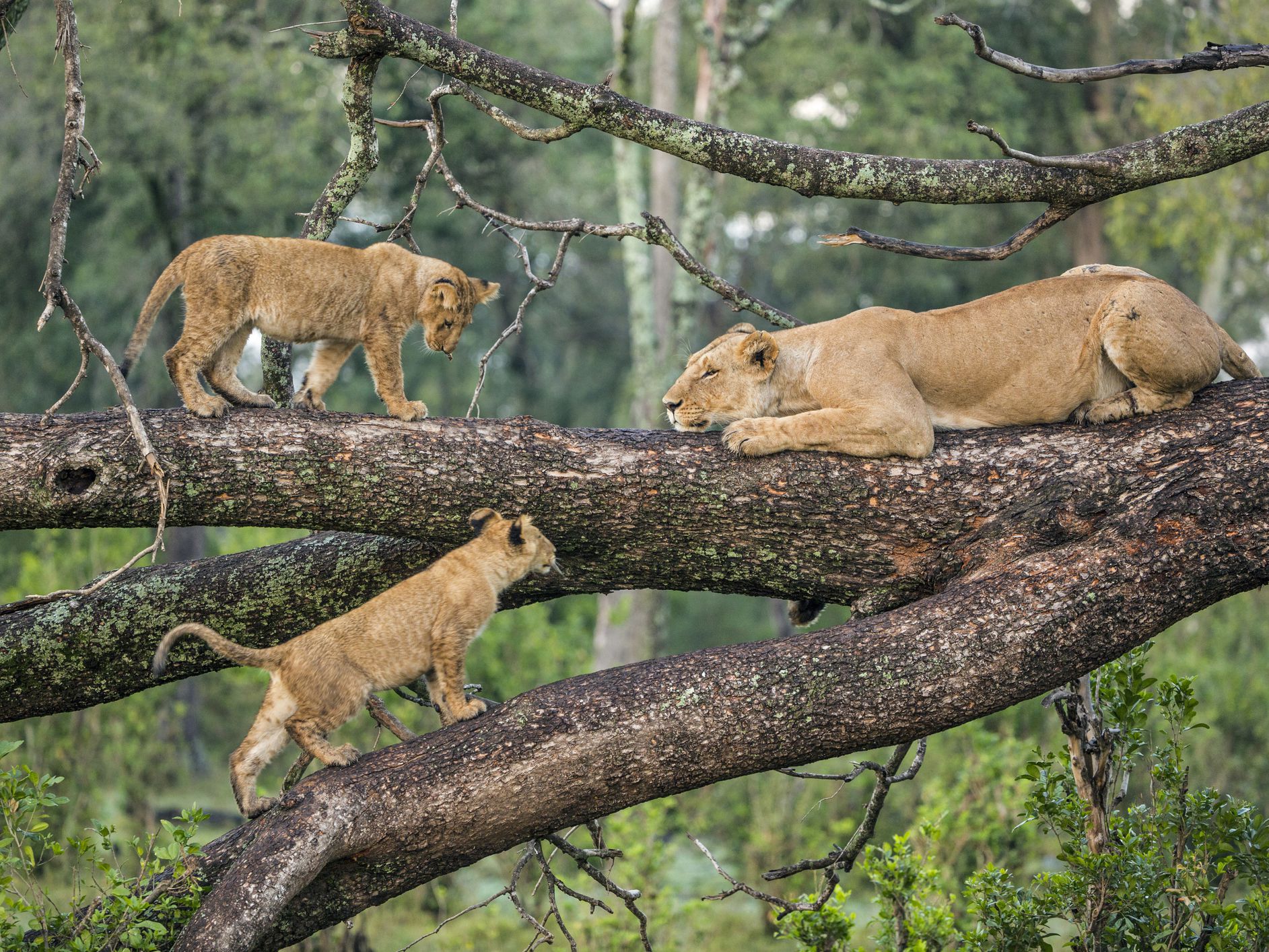 Tarangire landscape and wildlife