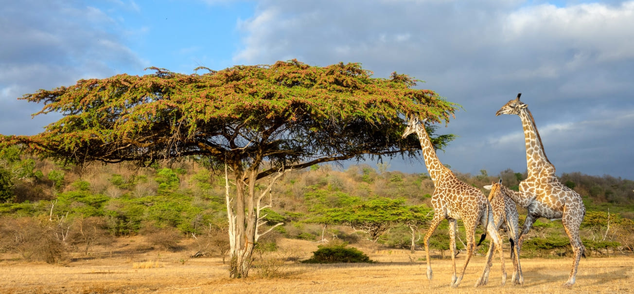 Nyerere National Park scenery