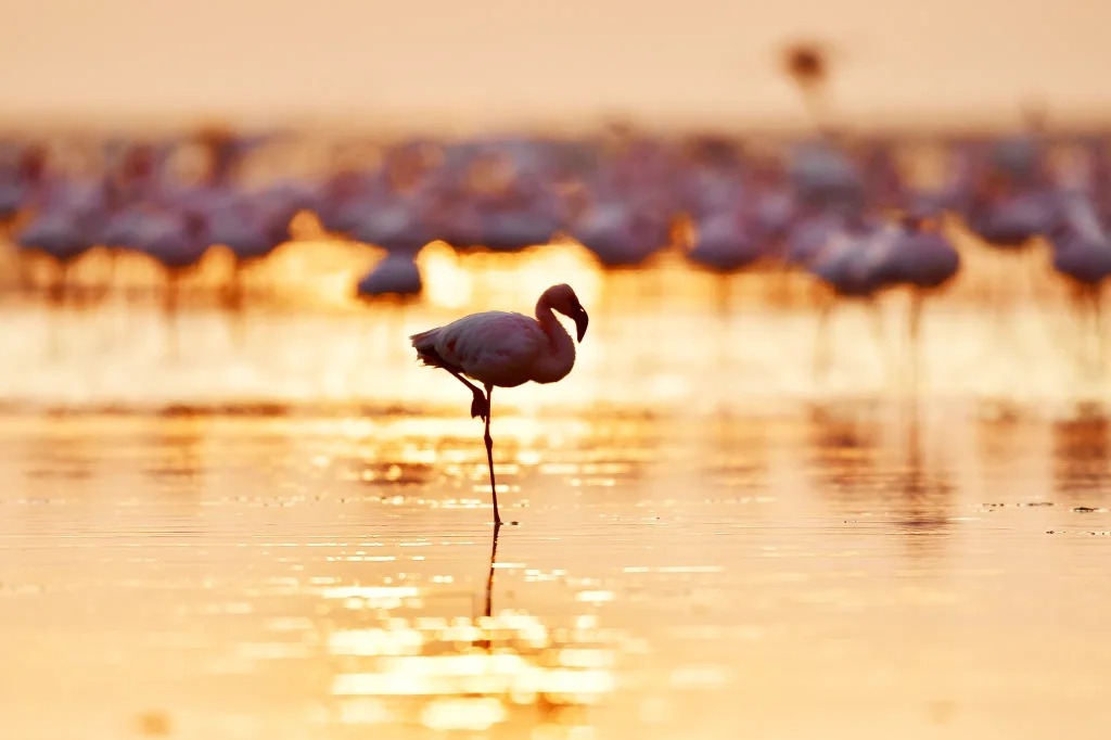 Birdlife in Lake Manyara National Park