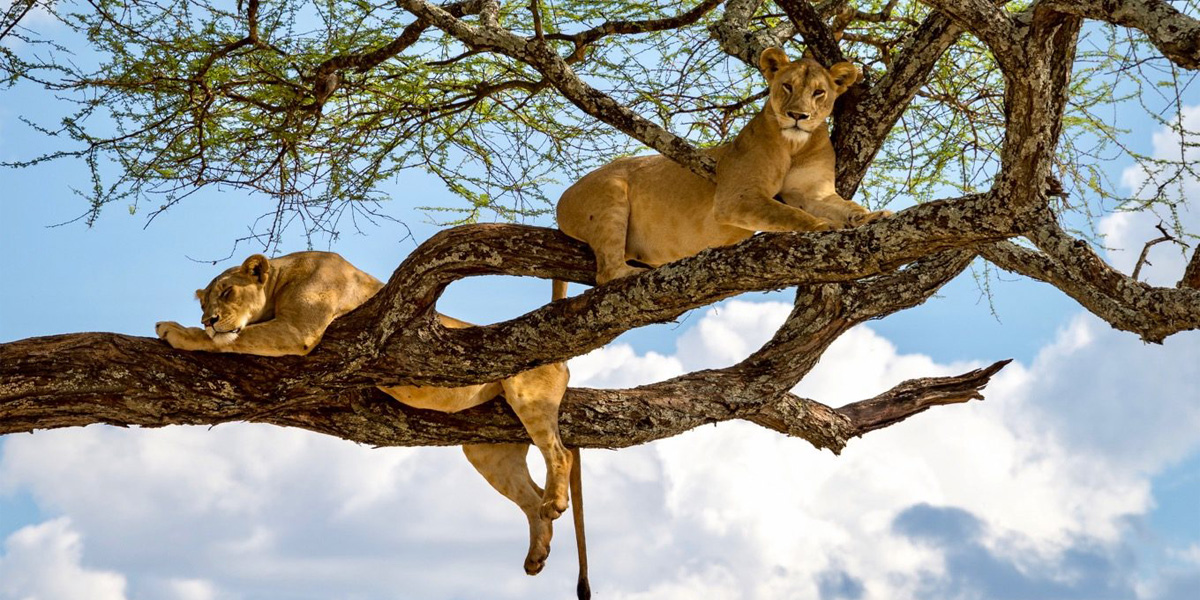 Lake Manyara National Park scenery