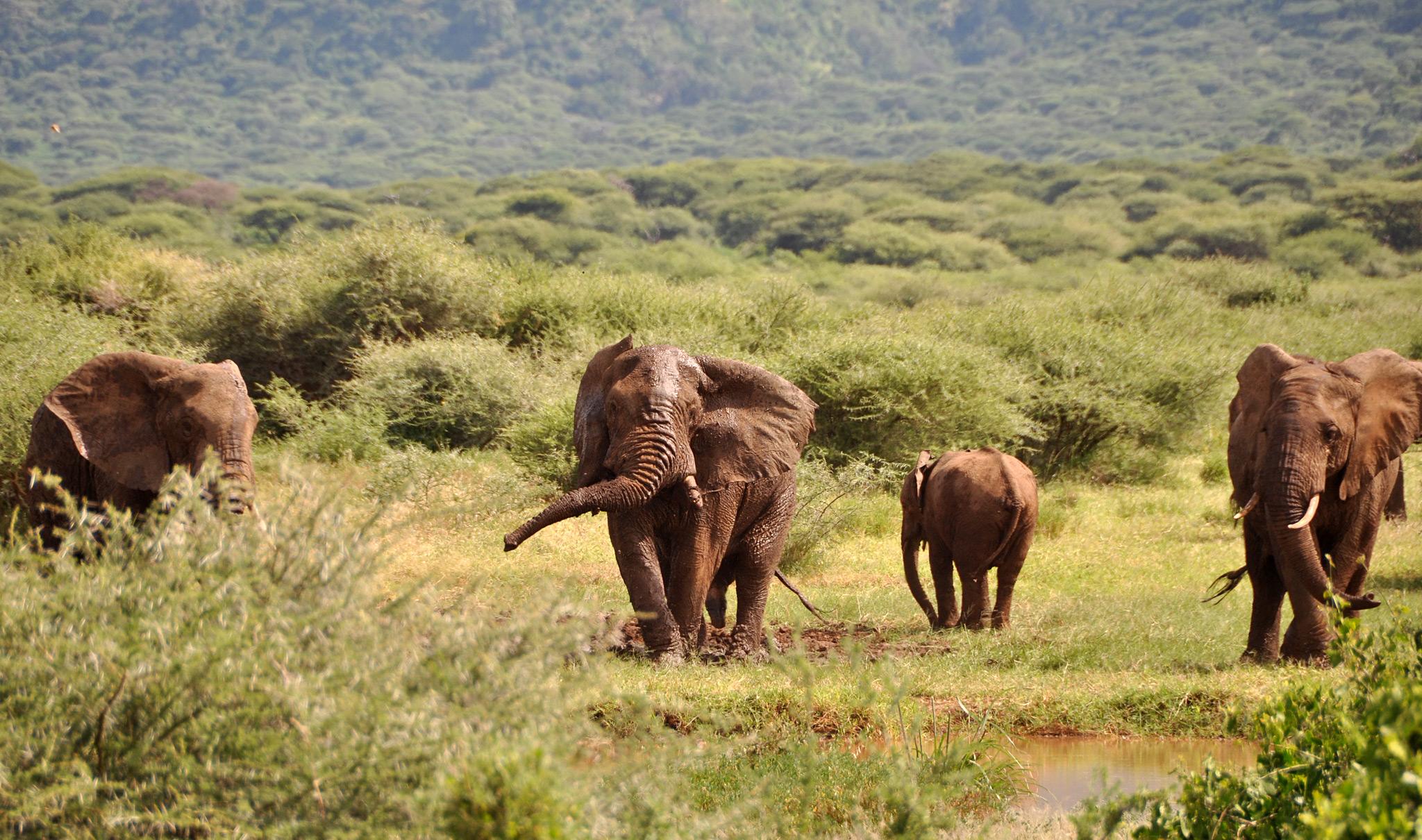 Lake Manyara landscape and wildlife habitat