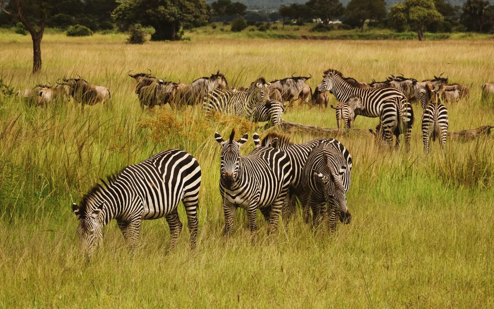 Wildlife in Mikumi National Park