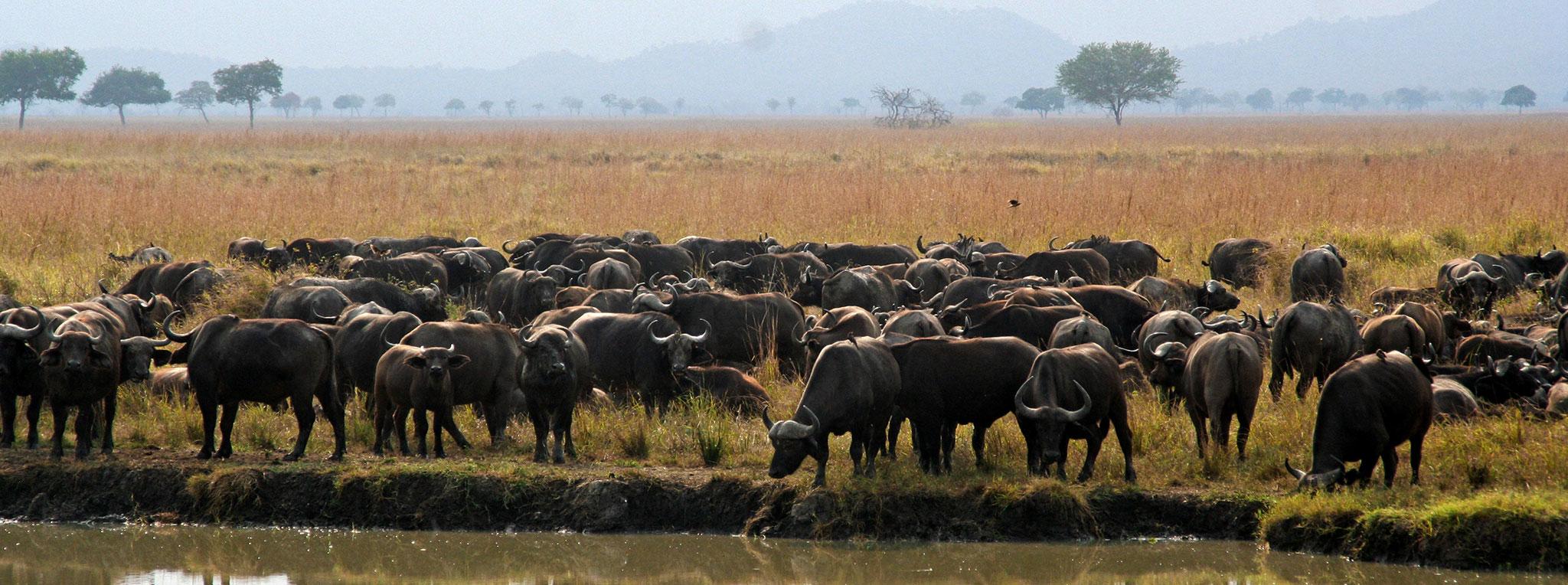 Open landscape in Mikumi National Park