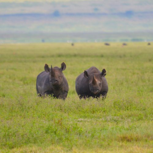 Wildlife in Ngorongoro Conservation Area