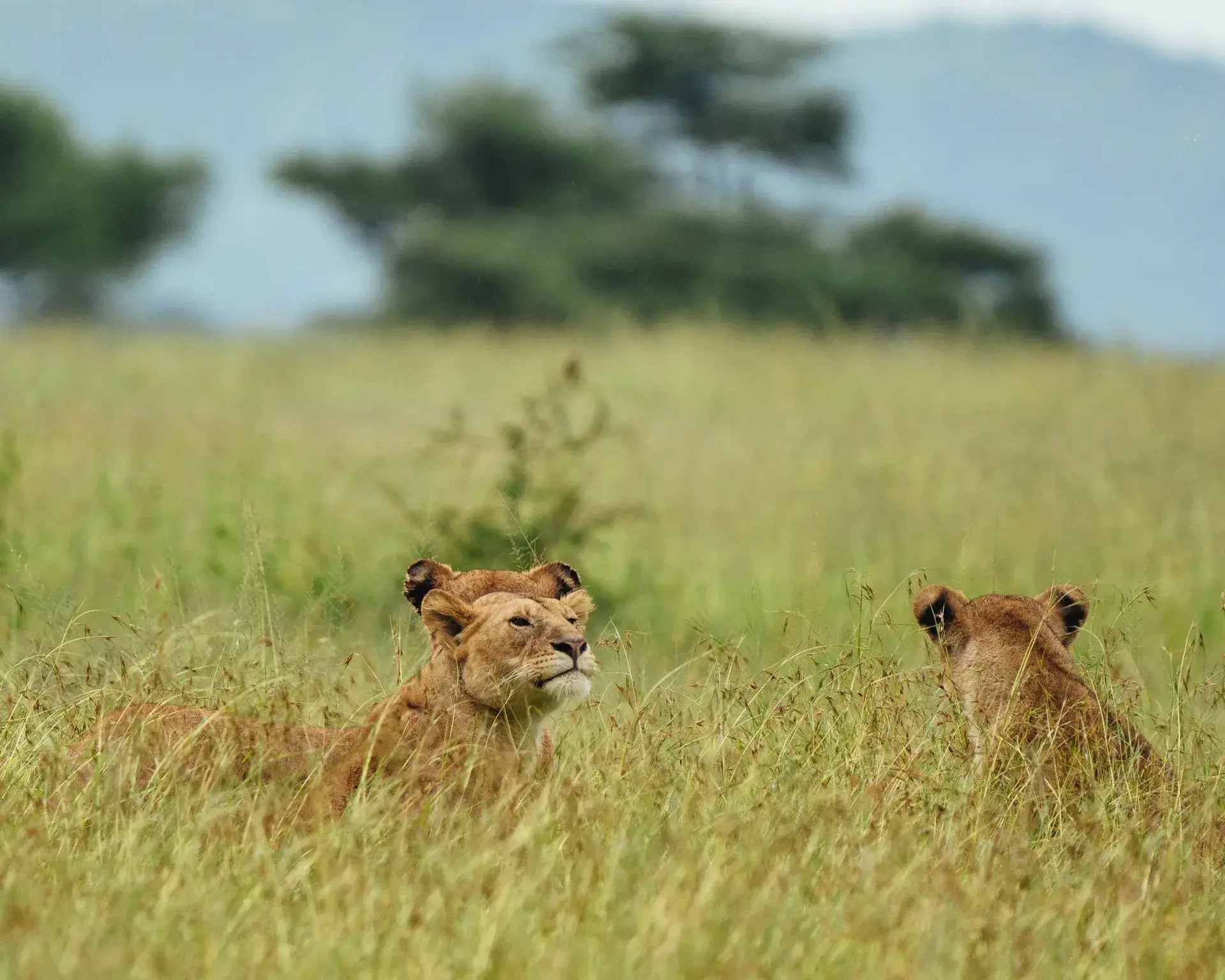 Remote wilderness in the former Selous region