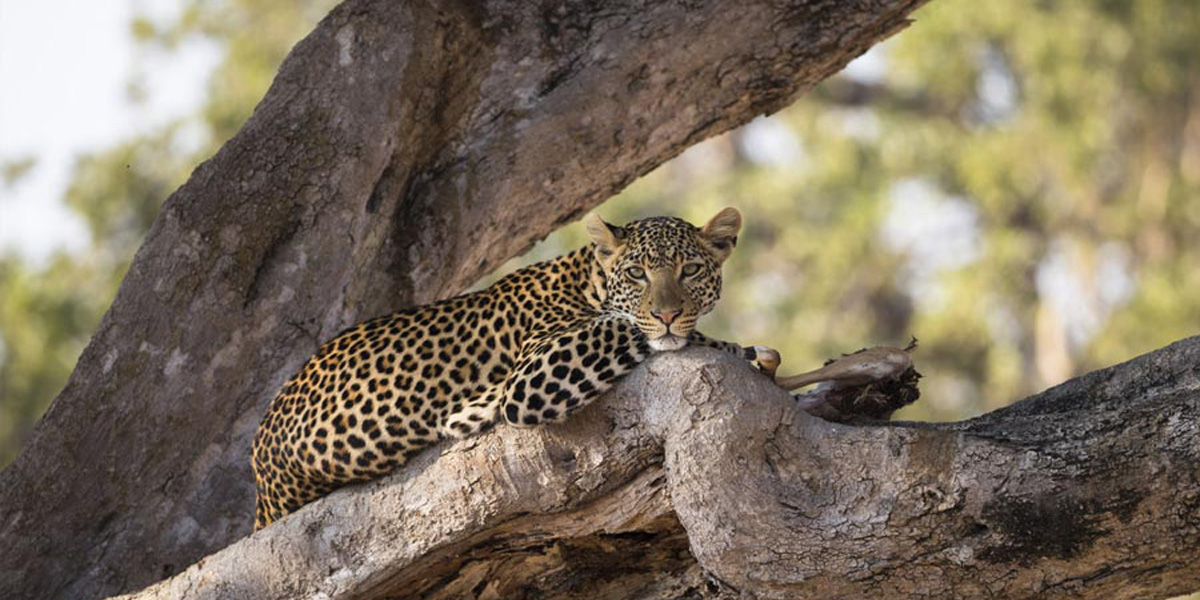 Open wilderness landscape in Ruaha National Park
