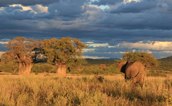 Ruaha safari scenery