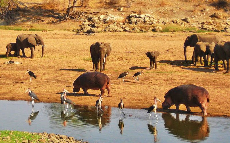 Predator wildlife in Ruaha National Park