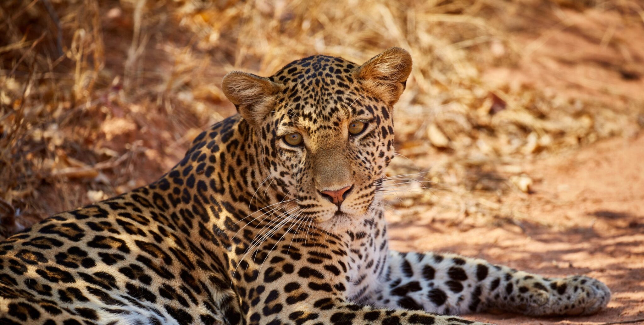 Wildlife and scenery in Ruaha National Park