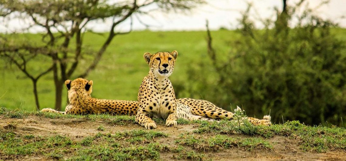 Wildlife in Tarangire National Park