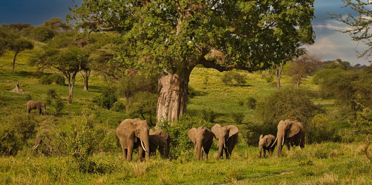 Tarangire safari landscape