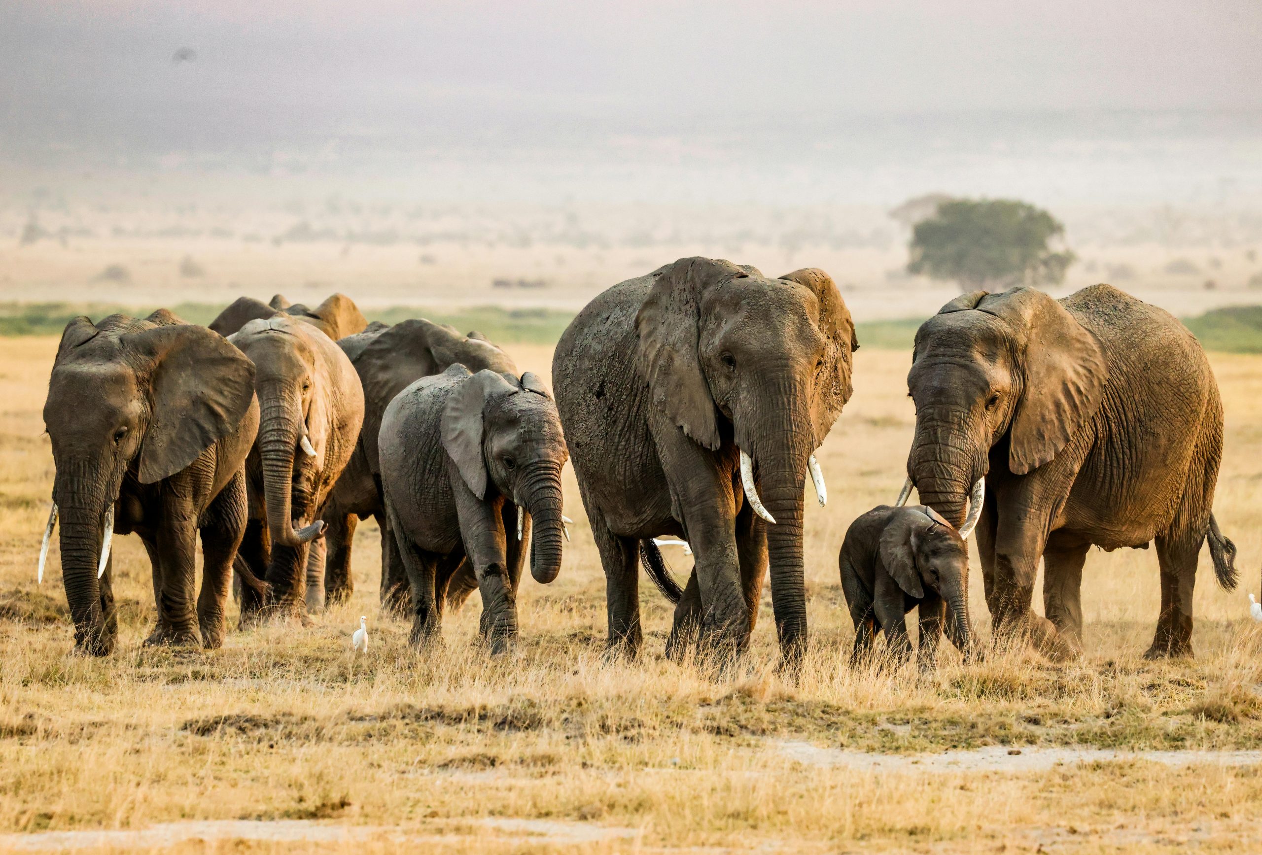 Tarangire wilderness scenery