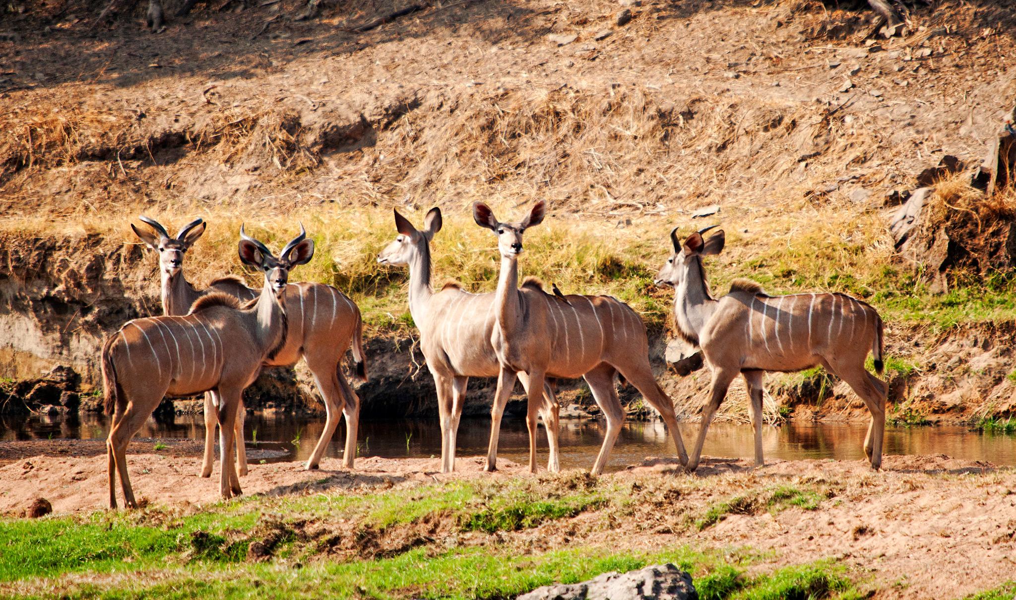 Greater kudu antelope in Ruaha National Park