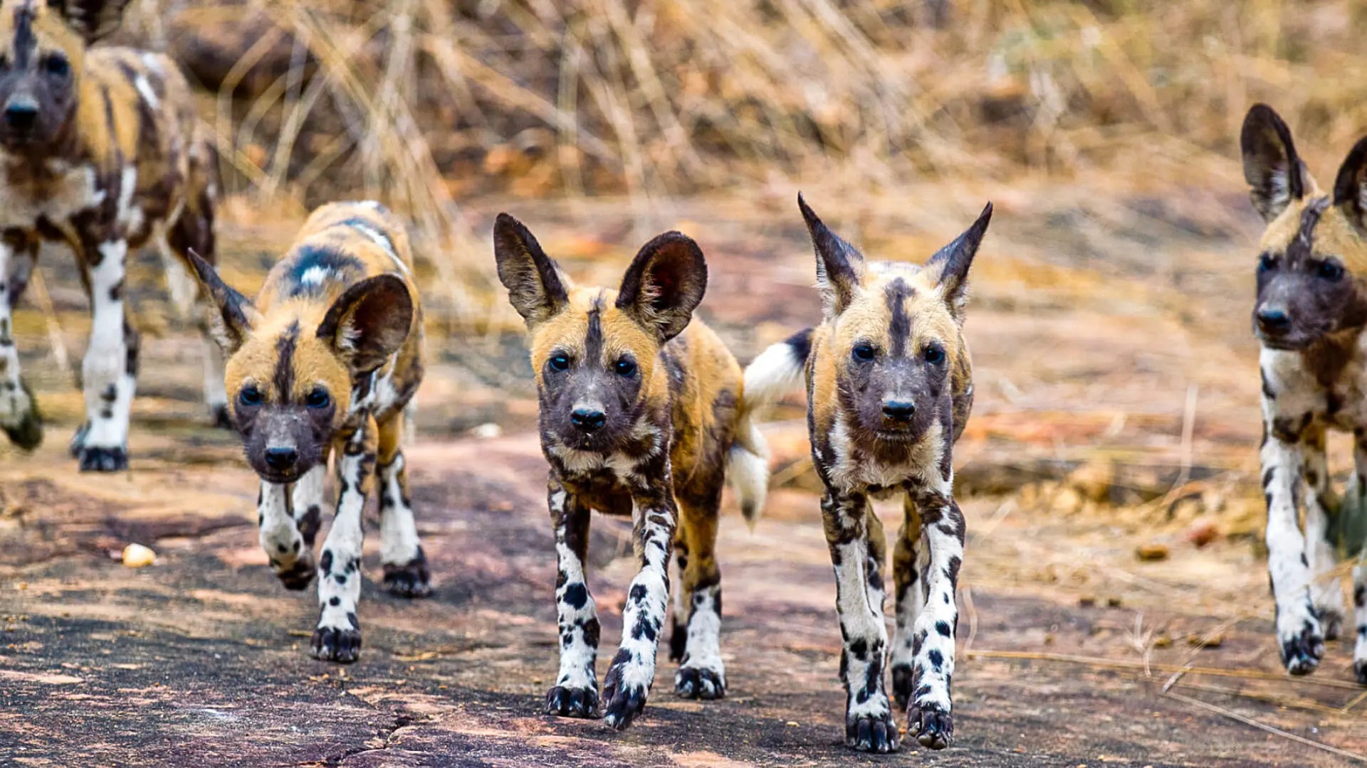 Wildlife habitats in Nyerere National Park