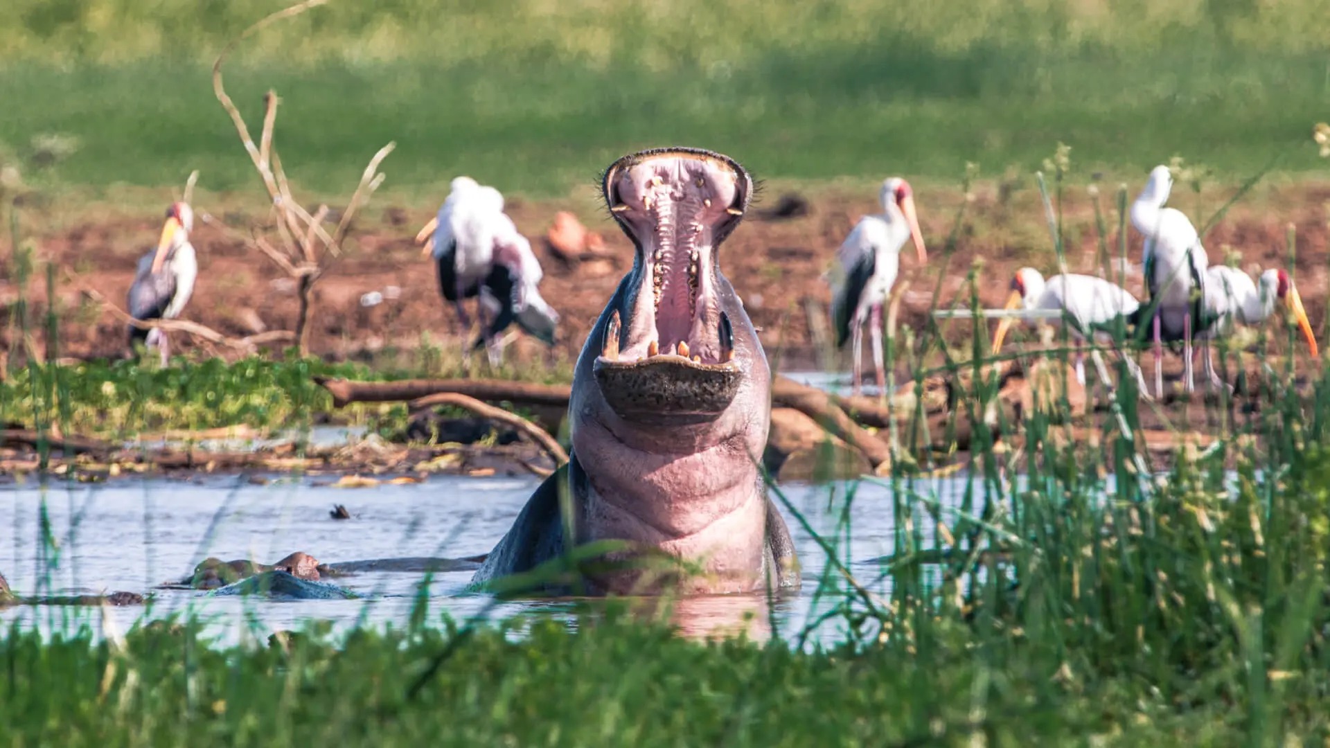Wildlife safari in Lake Manyara National Park