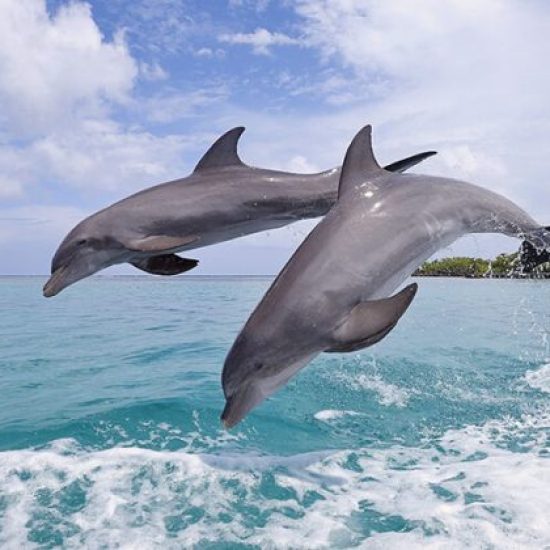 Dolphin-Watching-in-Kizimkazi1-qxe0nrul2sjc3lbtoarhkkm1cszkdtds17avvowh9k