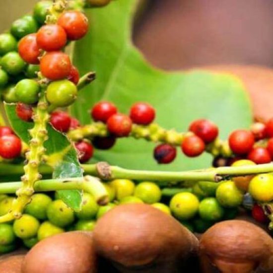 Spice-Plantation-Tours1-qxe0o26t5yxhnawszx8du003w1klqhitqmh85qh5d4